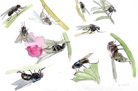 page of studies of flies in pencil and watercolour