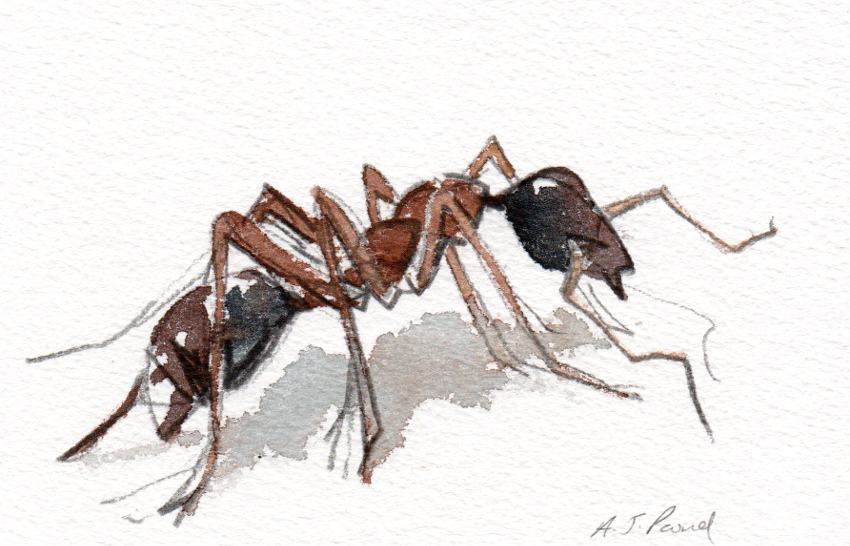 Watercolour study of an ant