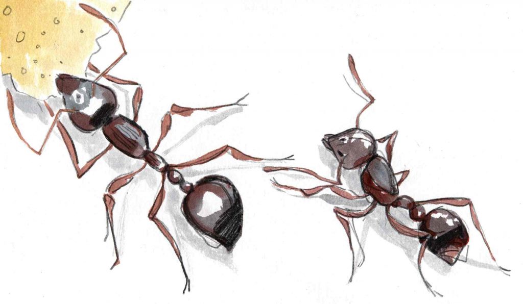 watercolour drawing of two ants, one with a large cake crumb