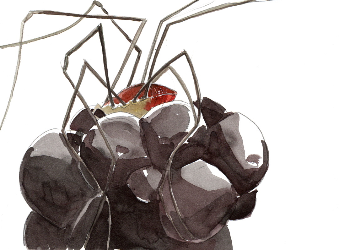 watercolour and pencil painting of a harvestman insect feeding on a ripe blackberry