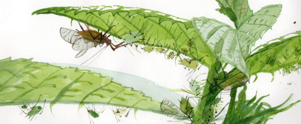 pencil and watercolour drawing of aphids on a bramble stalk