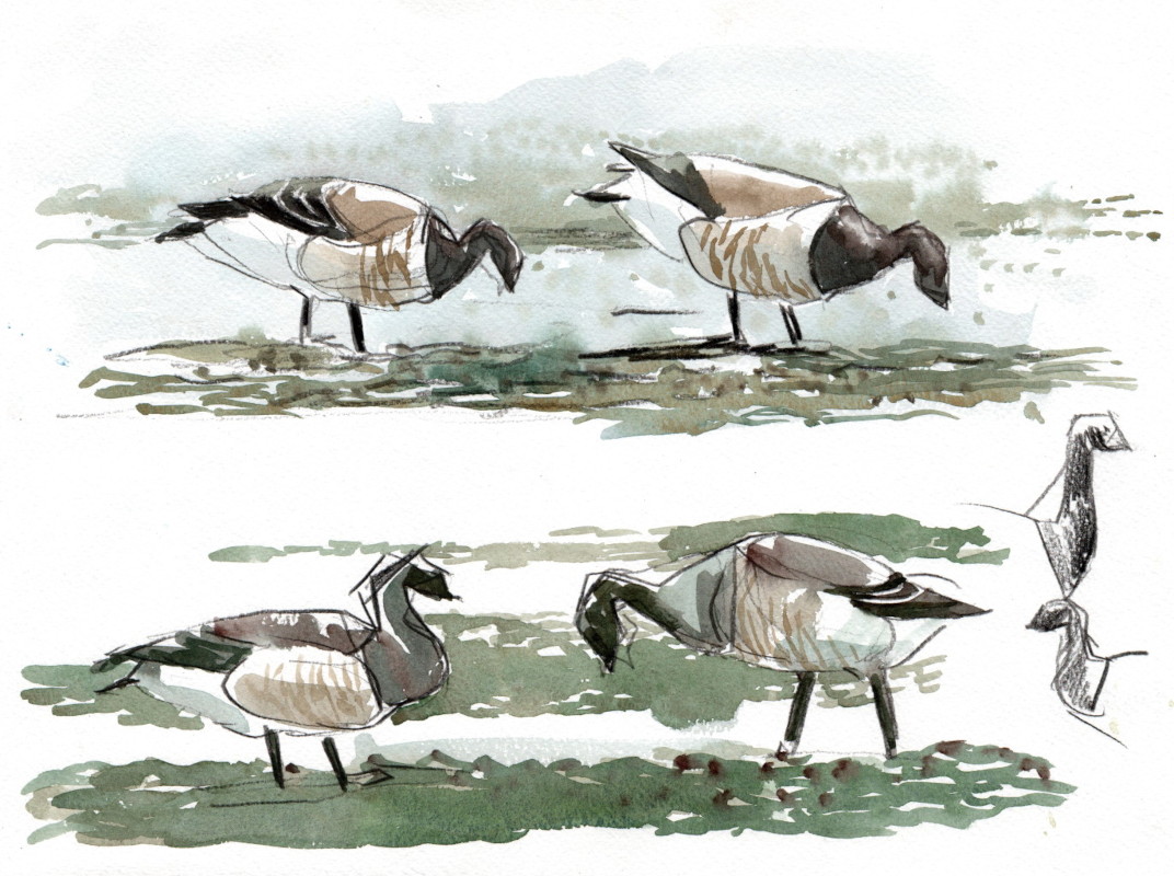 Watercolour painting of Brent Geese