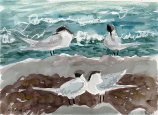 A watercolour sketch of terns on rocks with the sea behind