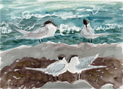 A watercolour sketch of terns on rocks with the sea behind