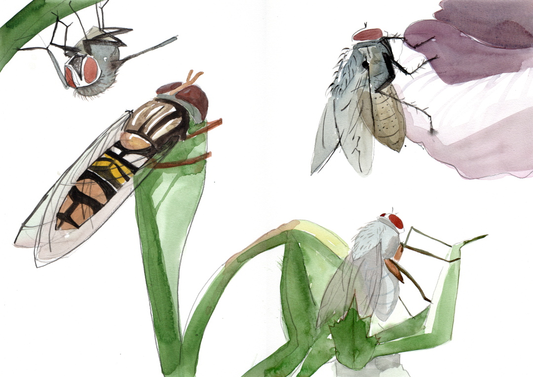 pencil and watercolour sketch of 3 flies and a hoverfly on a white background
