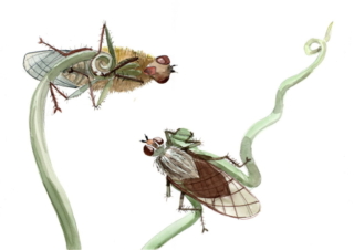 watercolour painting of two flies resting on curls of sweet pea tendrils. One seen from abov and the other from below on a white background