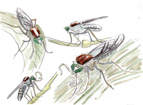 watercolour and pencil sketch of four flies with green eyes, two with worm prey in their jaws