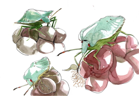 a page containing 3 pencil and watercolour studies of juvenile stages of green shieldbug insects feeding on blackberries