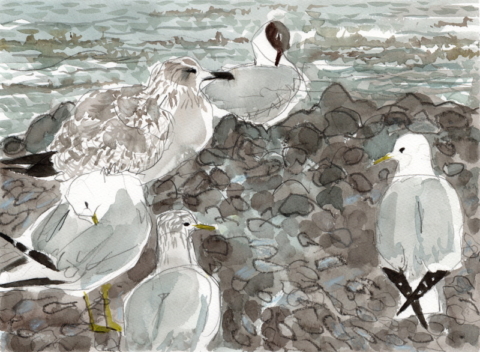 a watercolour, pencil and crayon drawing of 5 gulls of different specoes roosting on a bank of pebbles