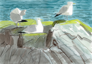 a pencil and watercolour sketch on 3 gulls standing on rocks with yellow lichens on the tops and the sea behind