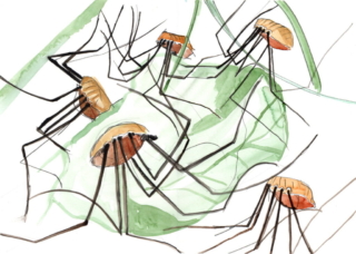 a page of 5 pencil and watercolour studies of a harvestman insect in various poses