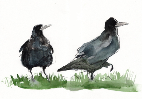 Watercolour painting of two rooks