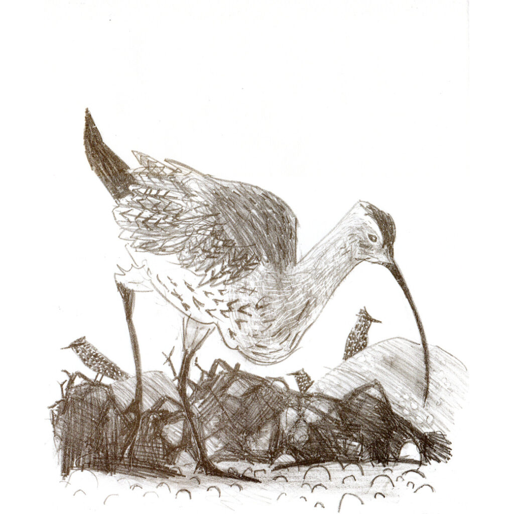 a small image of a lithograph drawing featuring a curlew in front of rocks and seaweed with 3 starlings in the background on the rocks