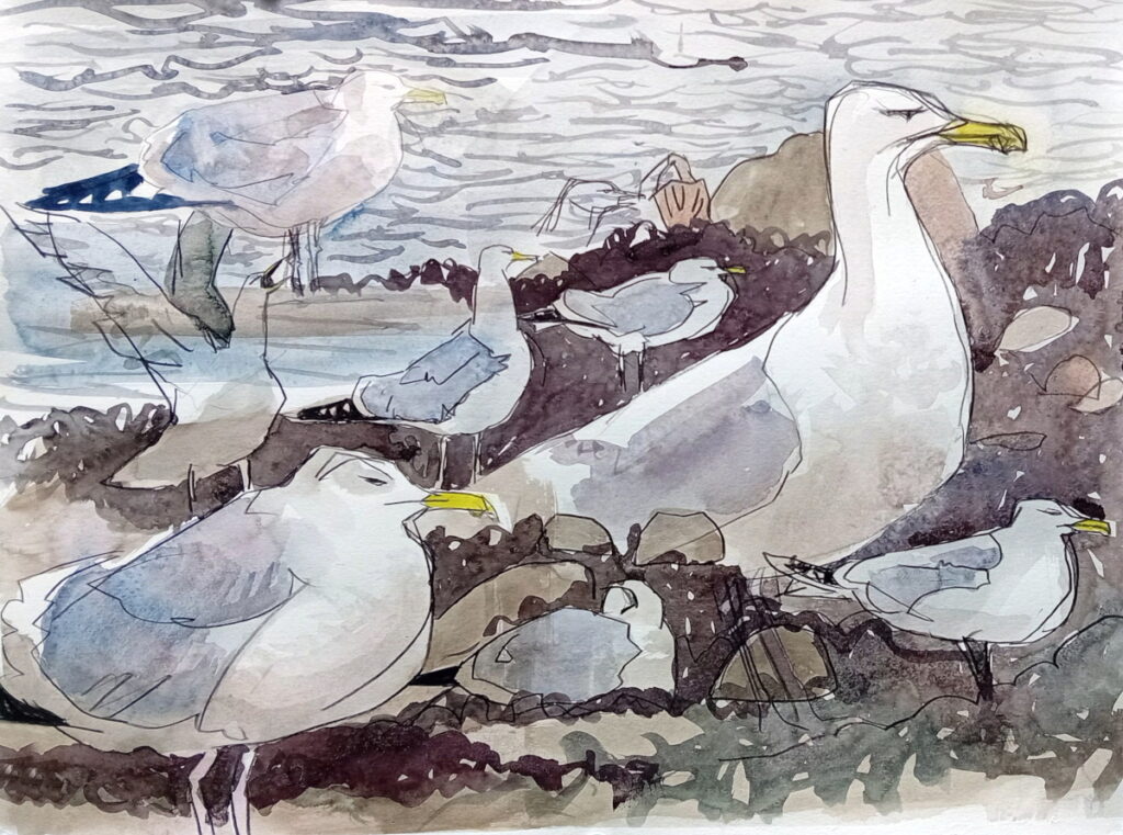 A page of gull studies in pencil and watercolour